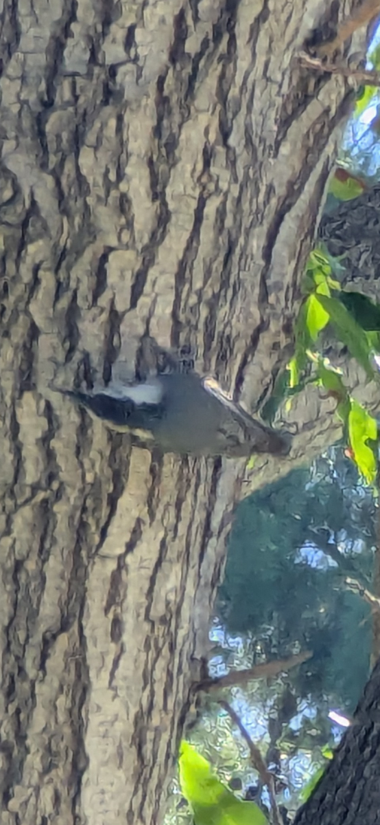 White-breasted Nuthatch - ML643780280
