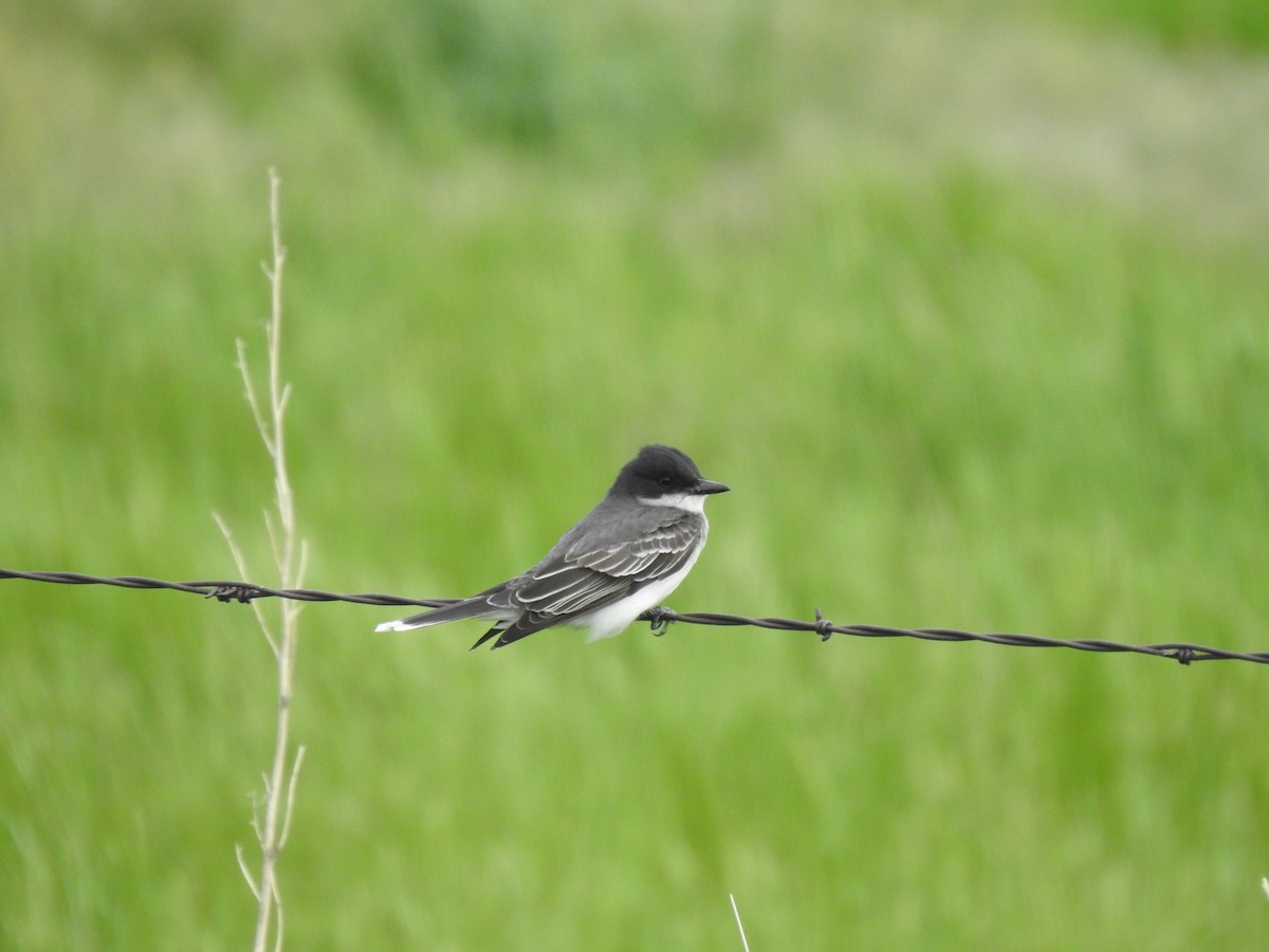 Eastern Kingbird - ML643780281