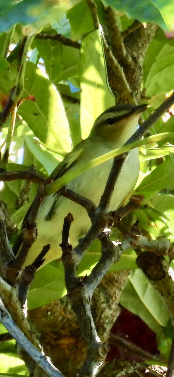 Red-eyed Vireo - ML643780283