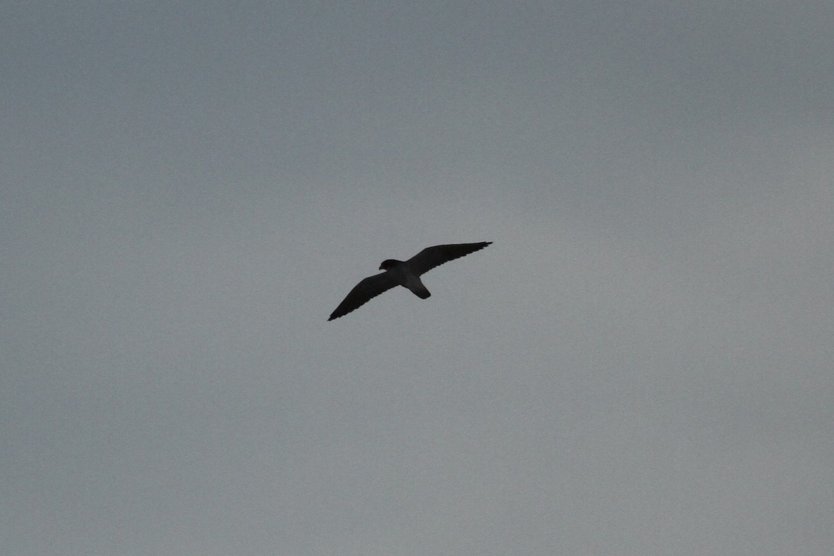 Peregrine Falcon - ML643780288