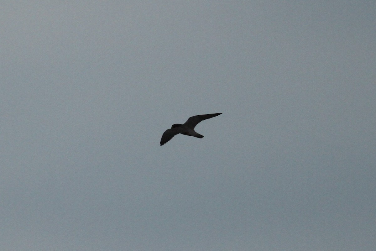 Peregrine Falcon - ML643780289