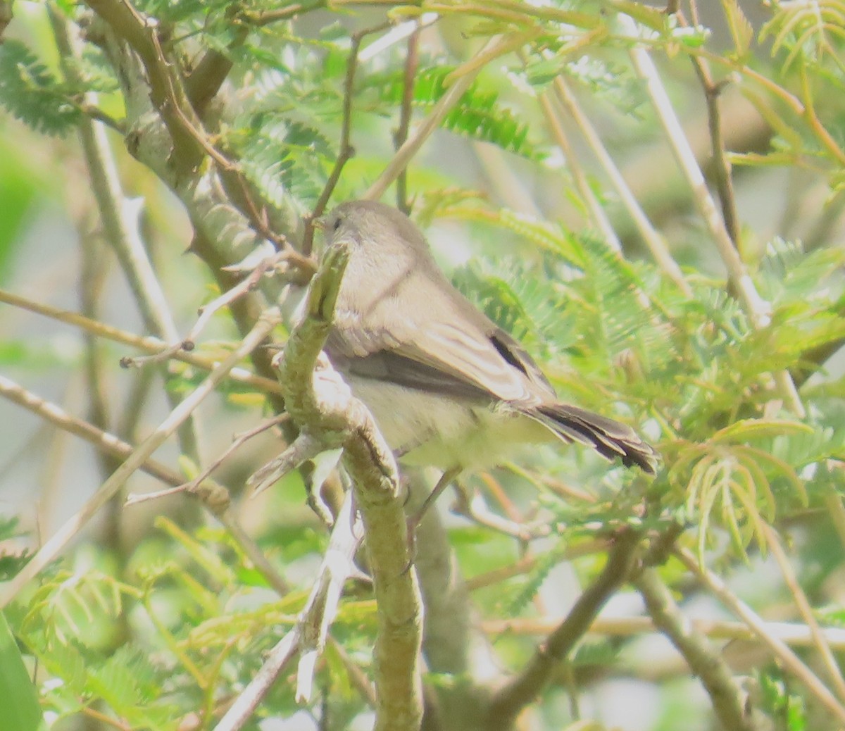 Sooty Tyrannulet - ML643780299