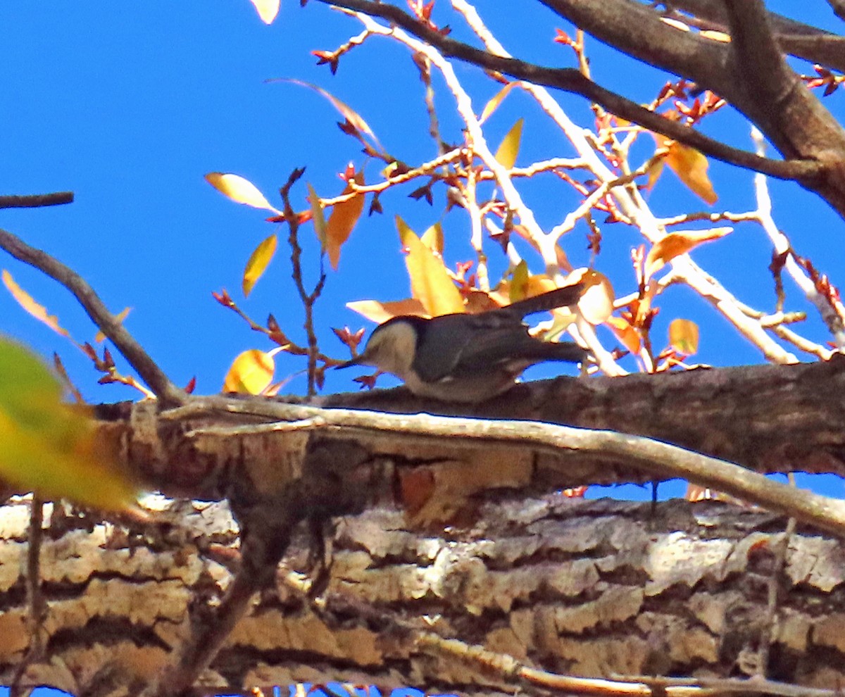 White-breasted Nuthatch - ML643780303