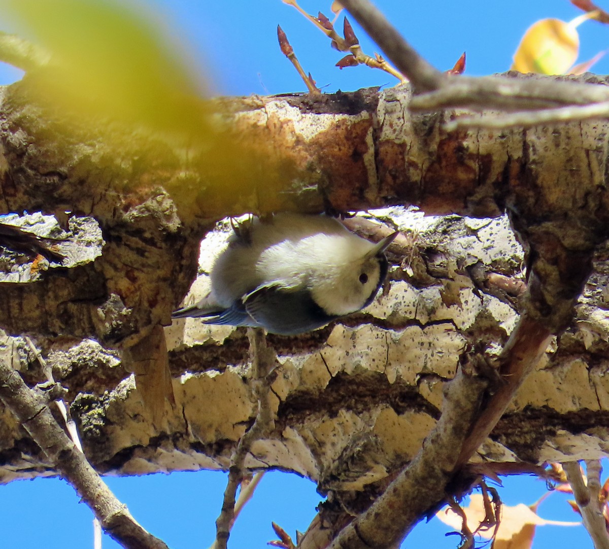 White-breasted Nuthatch - ML643780304