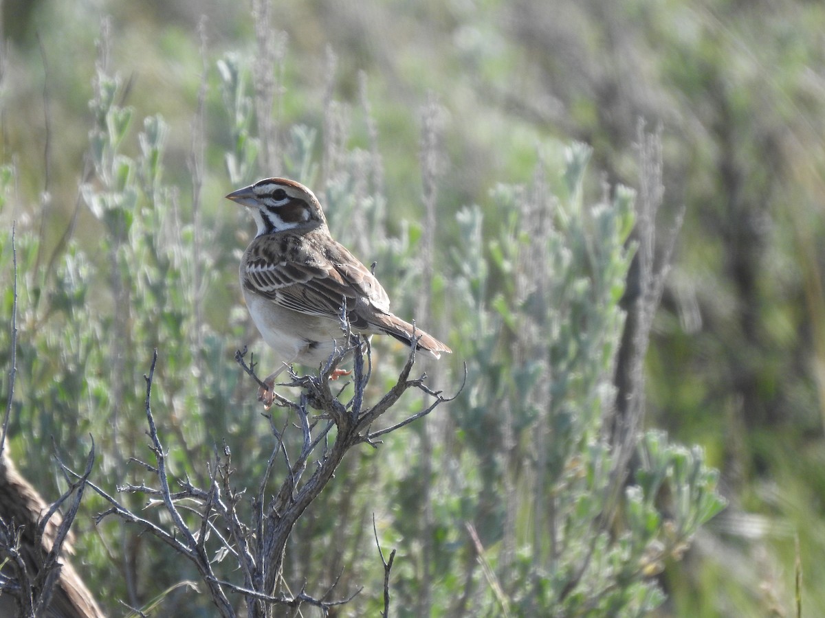 Lark Sparrow - ML643780308