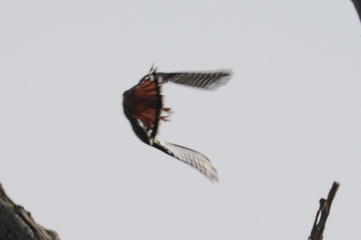 American Kestrel - ML643780322