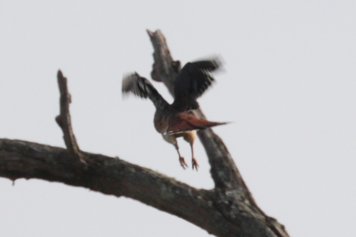 American Kestrel - ML643780323