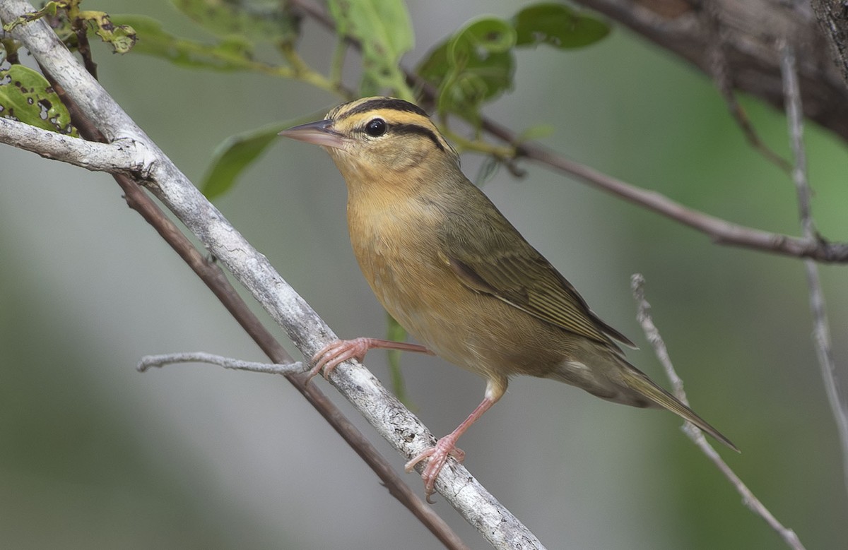 Worm-eating Warbler - ML643780326