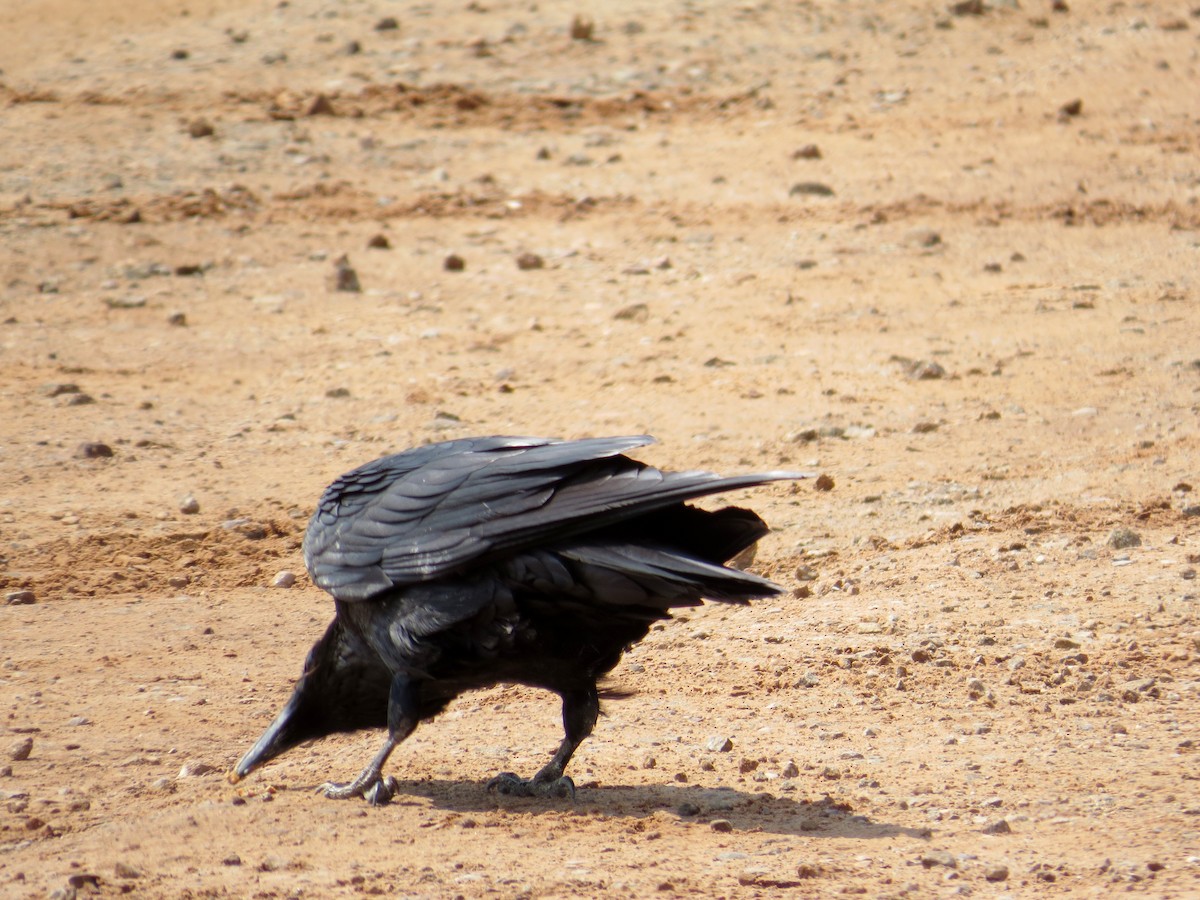 Common Raven - ML643780334
