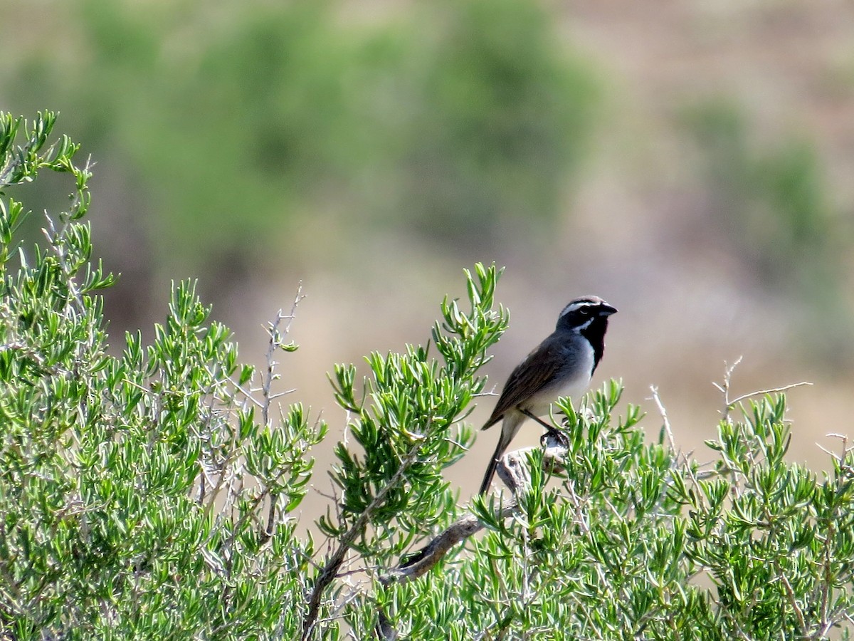 Black-throated Sparrow - ML643780347