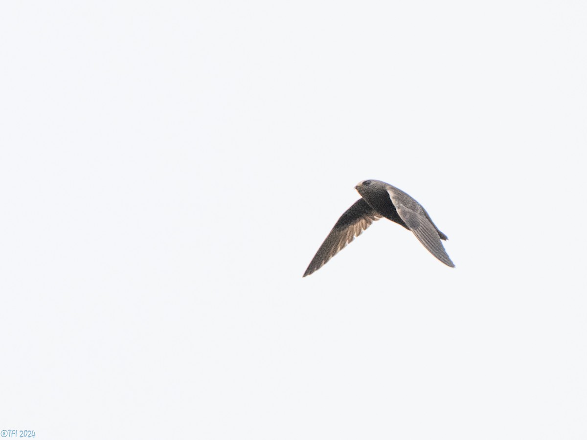 Great Dusky Swift - ML643780348