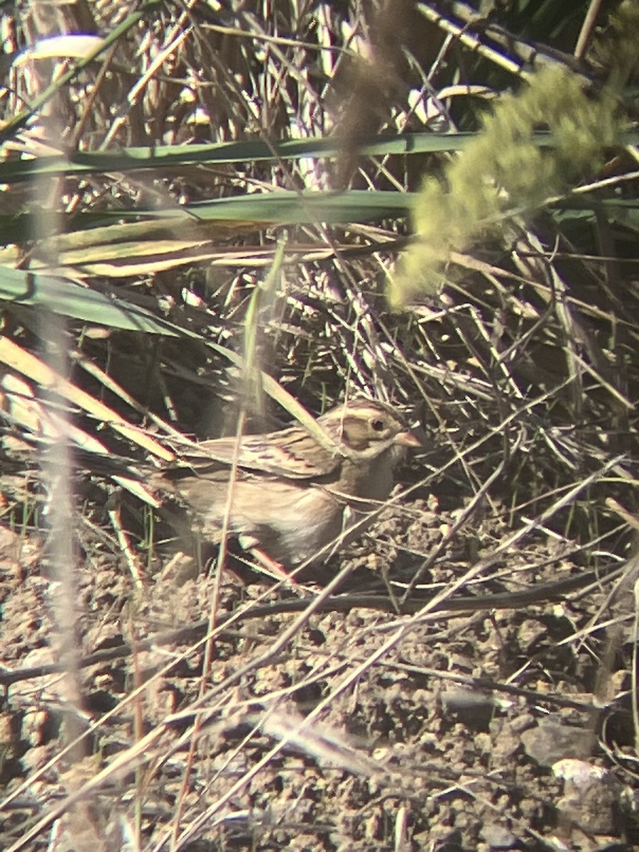 Clay-colored Sparrow - ML643780351