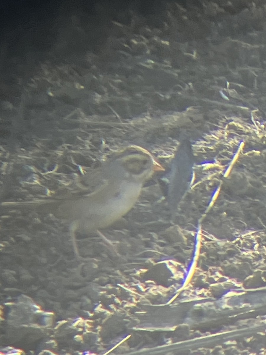 Clay-colored Sparrow - ML643780352