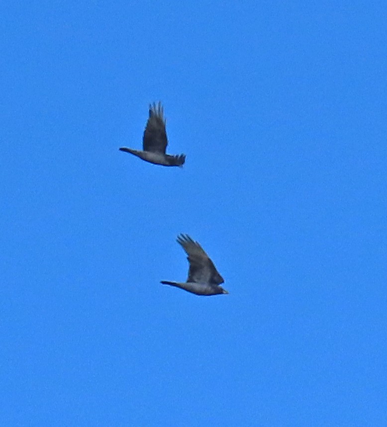 Common Raven - ML643780358