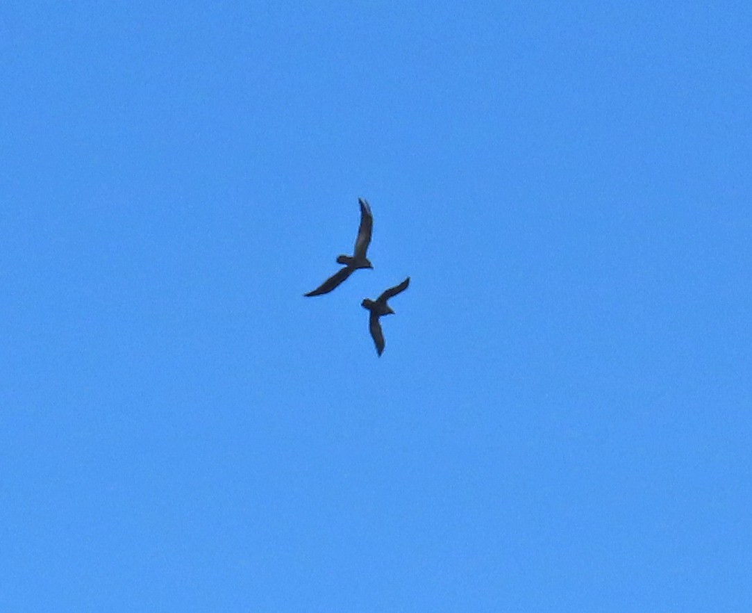 Common Raven - ML643780359
