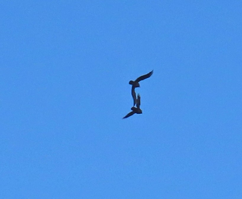 Common Raven - ML643780360