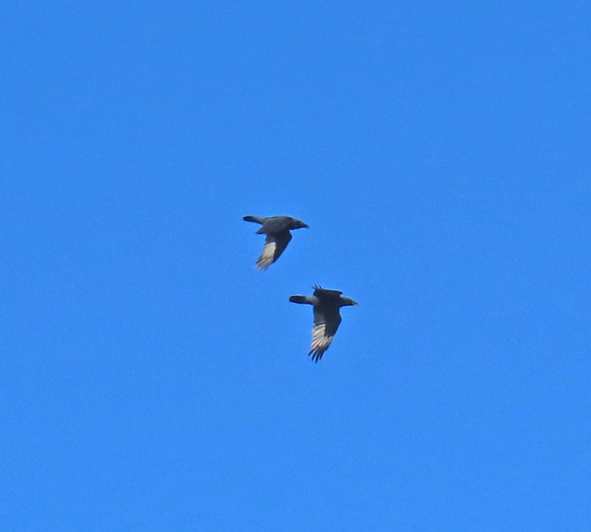 Common Raven - ML643780361