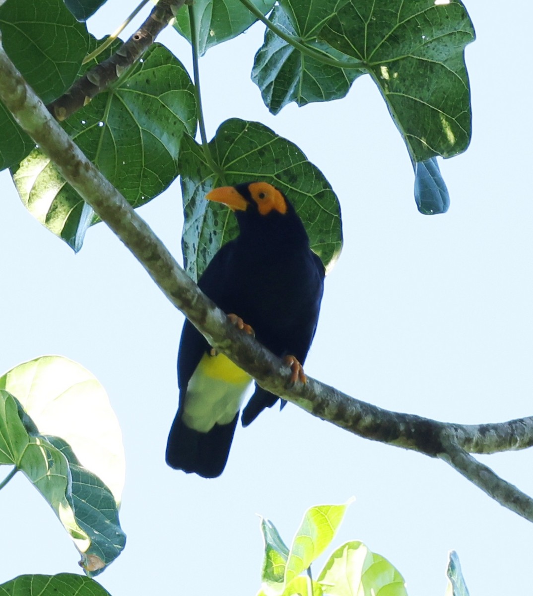 Long-tailed Myna - ML643780363