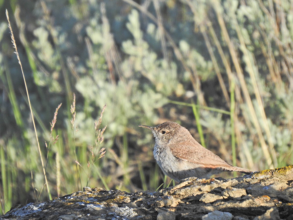 Rock Wren - ML643780367