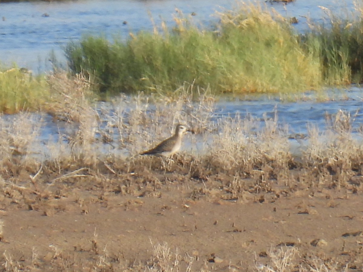 American Golden-Plover - ML643780372