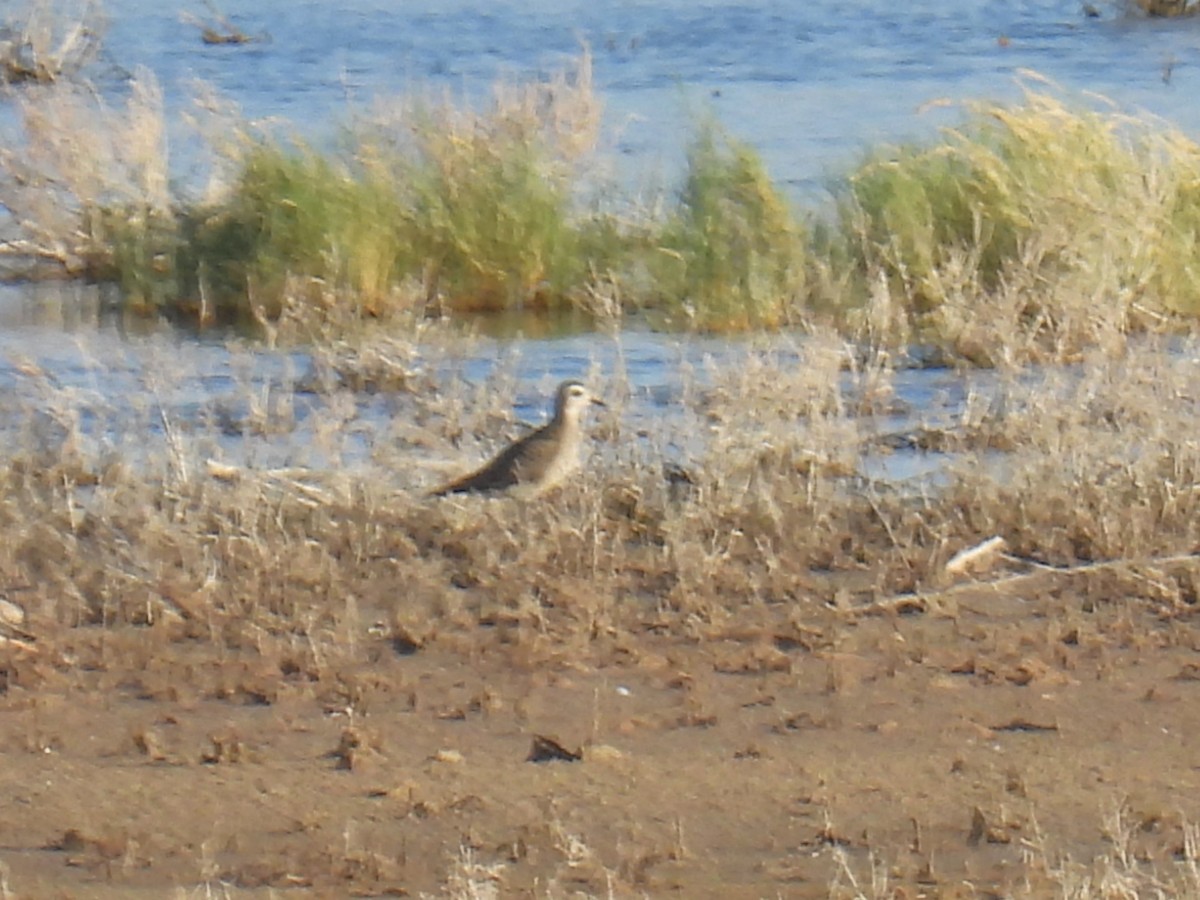 American Golden-Plover - ML643780373