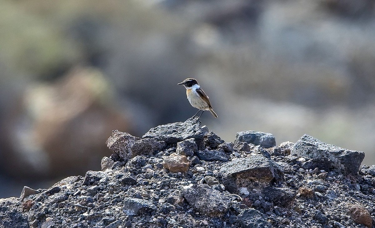 Fuerteventura Stonechat - ML643780374