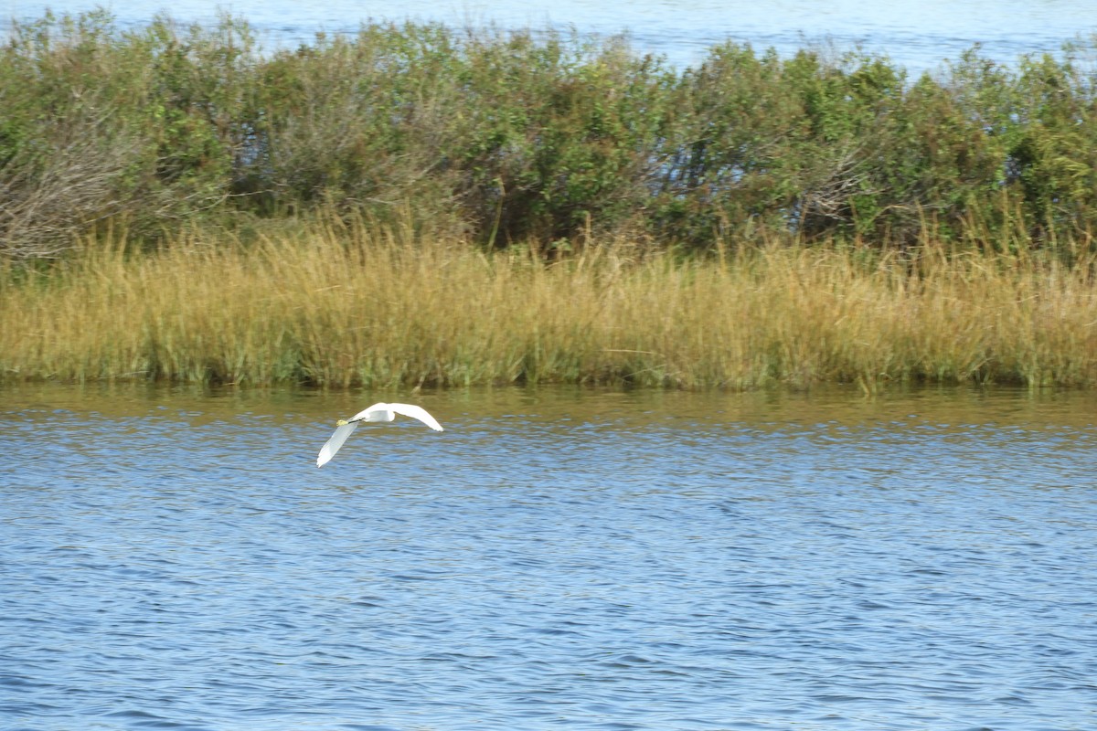 Snowy Egret - ML643780376