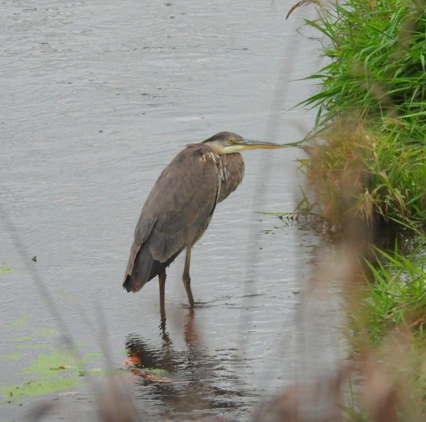 Great Blue Heron - ML643780379