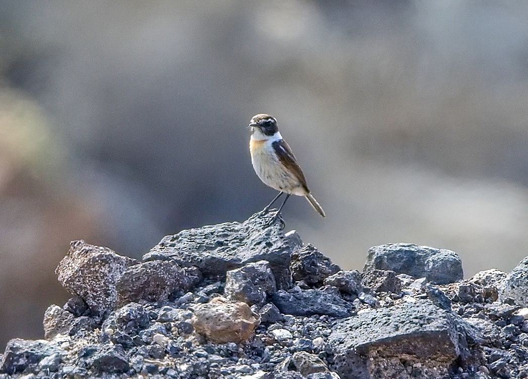 Fuerteventura Stonechat - ML643780381