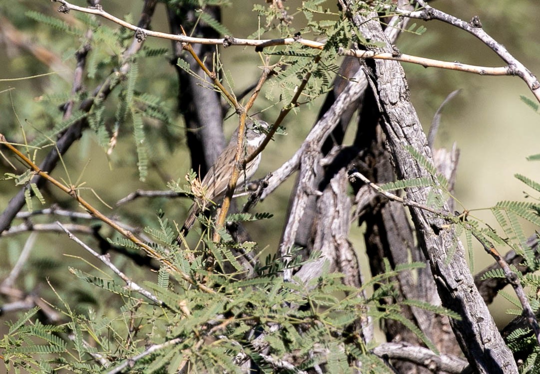 Sagebrush Sparrow - ML643780387