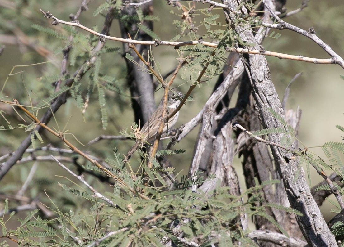 Sagebrush Sparrow - ML643780388