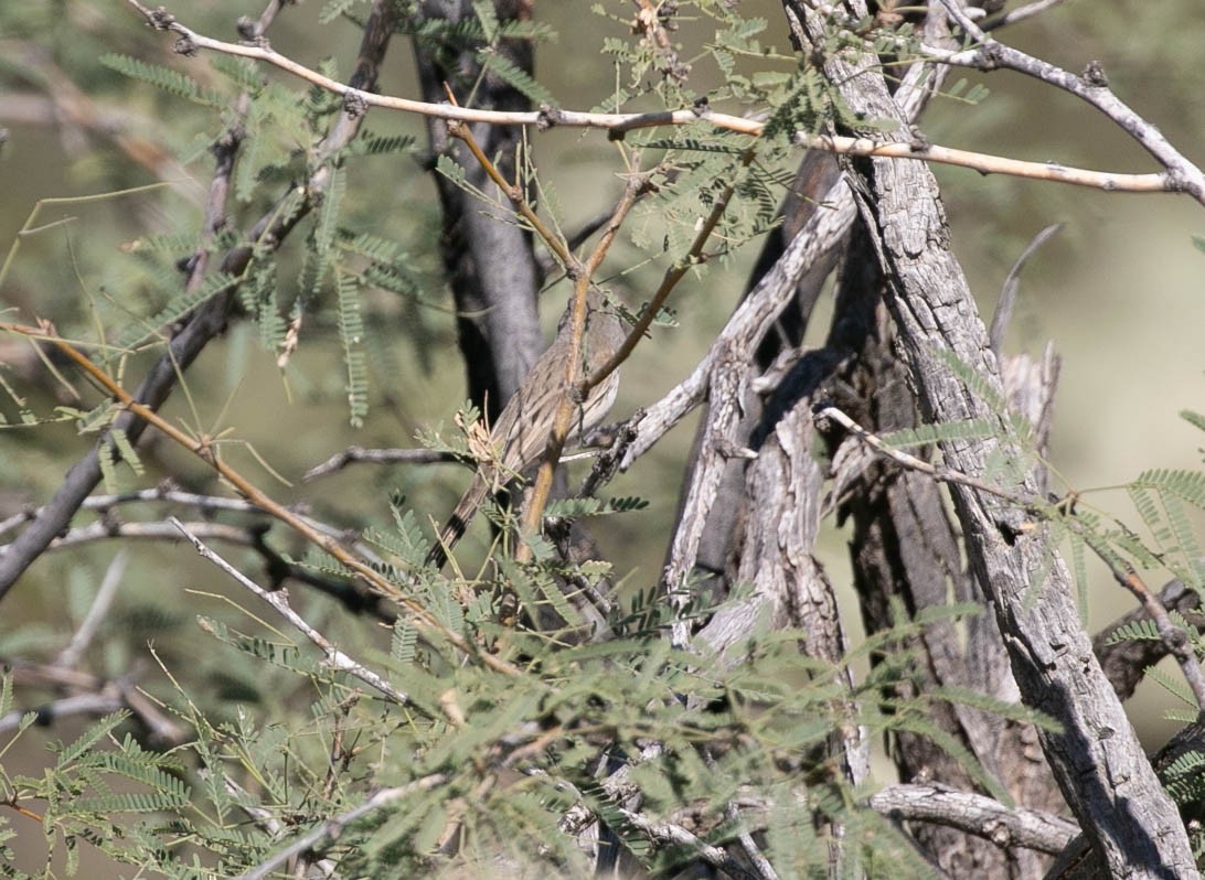 Sagebrush Sparrow - ML643780389