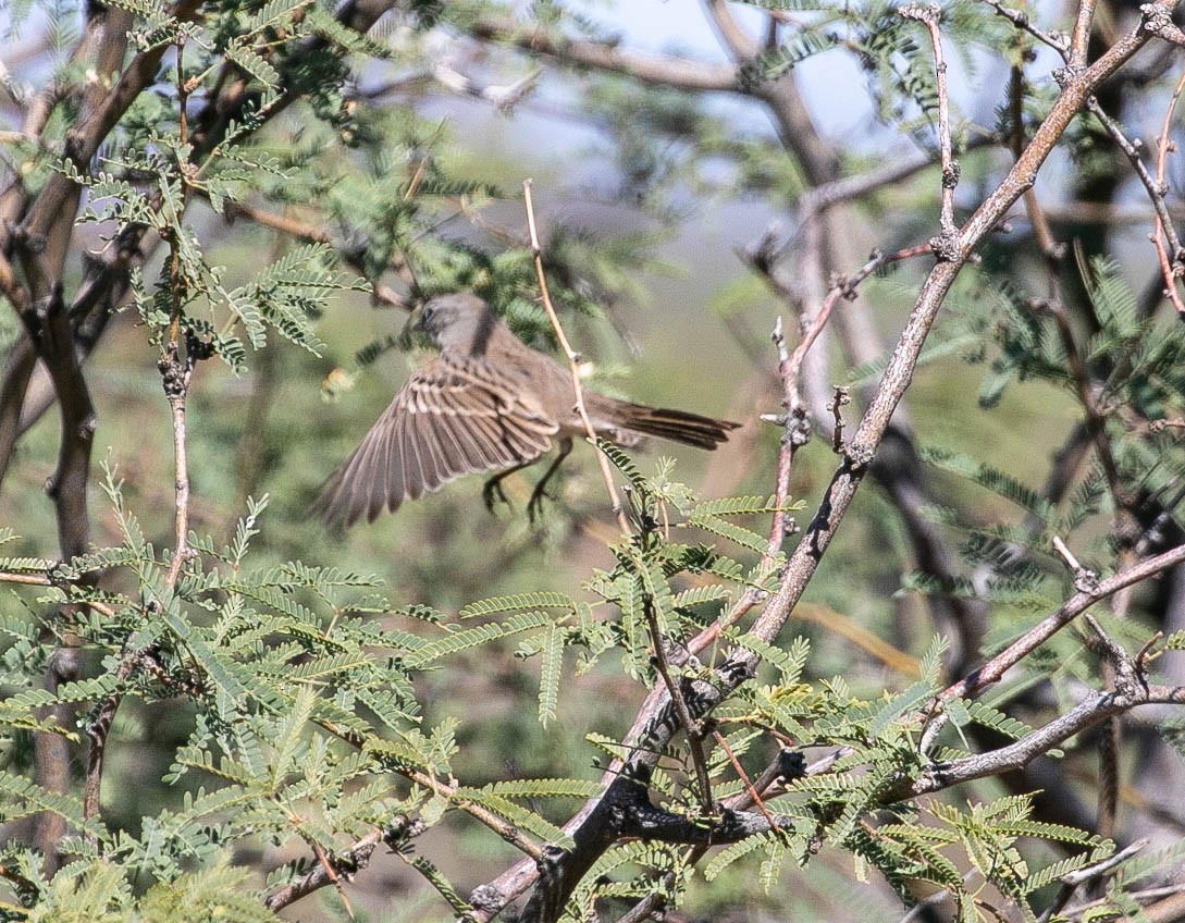 Sagebrush Sparrow - ML643780390