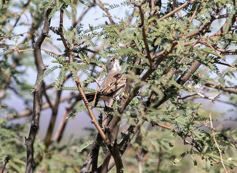 Sagebrush Sparrow - ML643780391