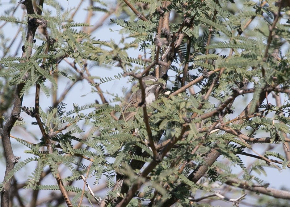 Sagebrush Sparrow - ML643780392