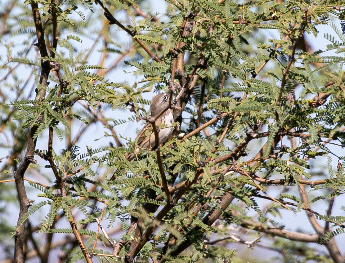 Sagebrush Sparrow - ML643780393