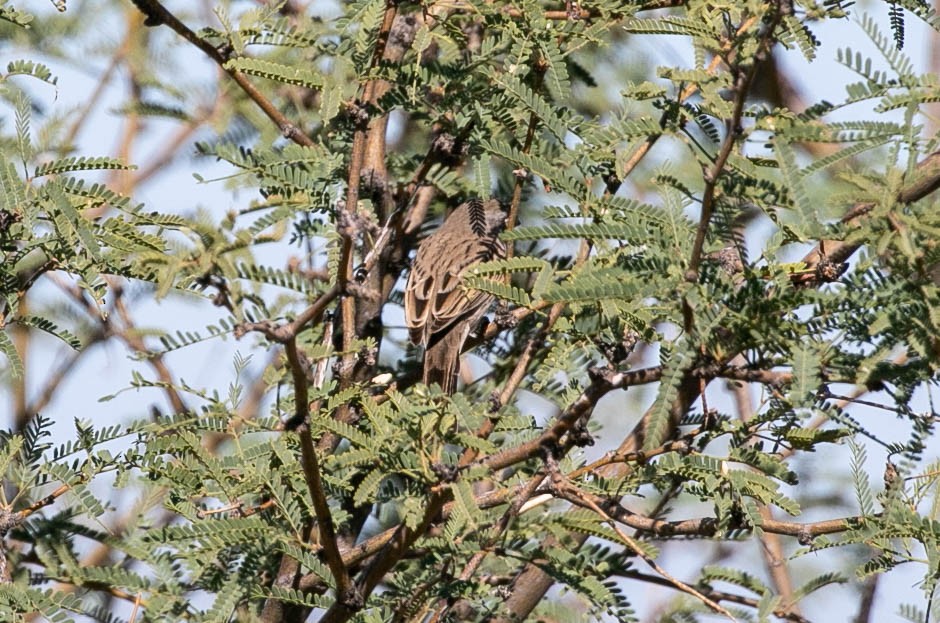 Sagebrush Sparrow - ML643780394