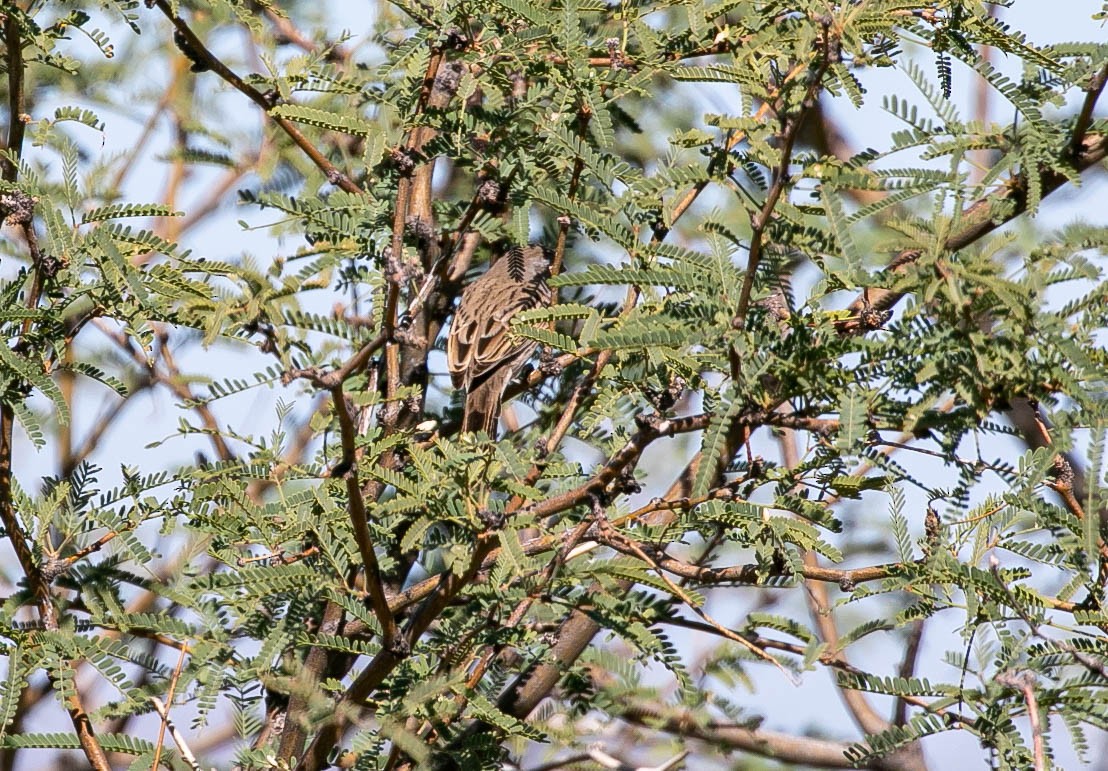 Sagebrush Sparrow - ML643780395