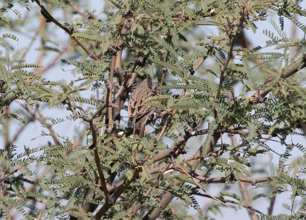 Sagebrush Sparrow - ML643780396