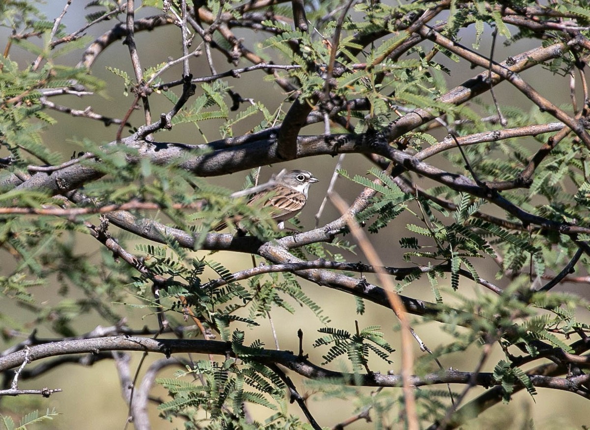 Sagebrush Sparrow - ML643780397