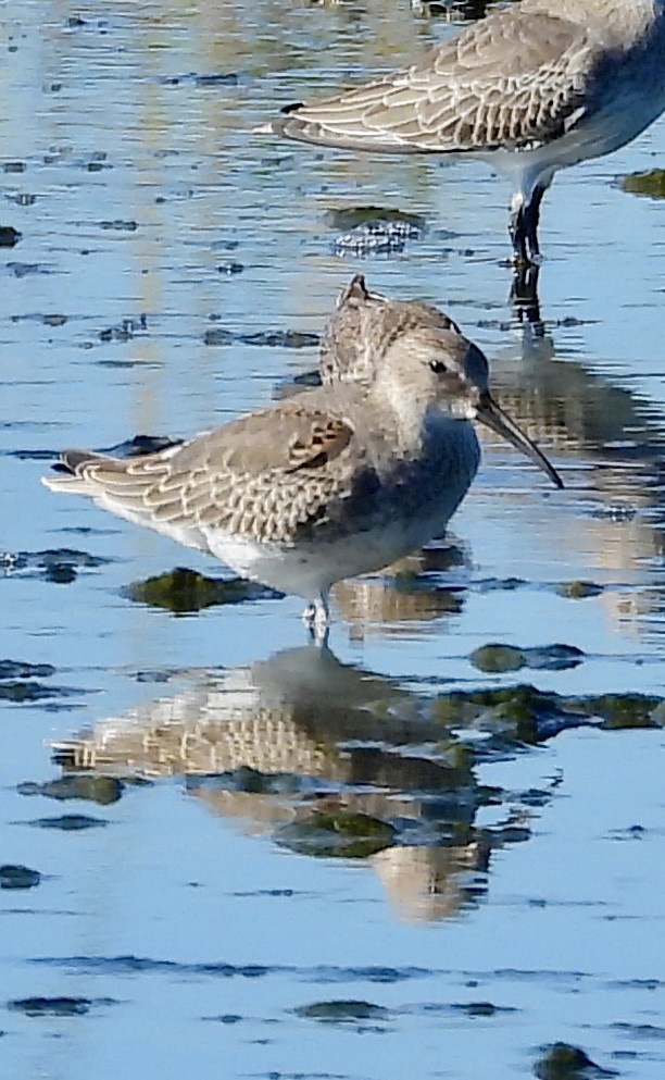 Dunlin - ML643780405