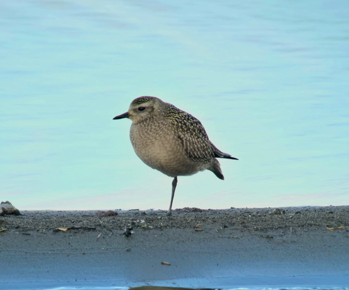 Piviere americano - ML643780414