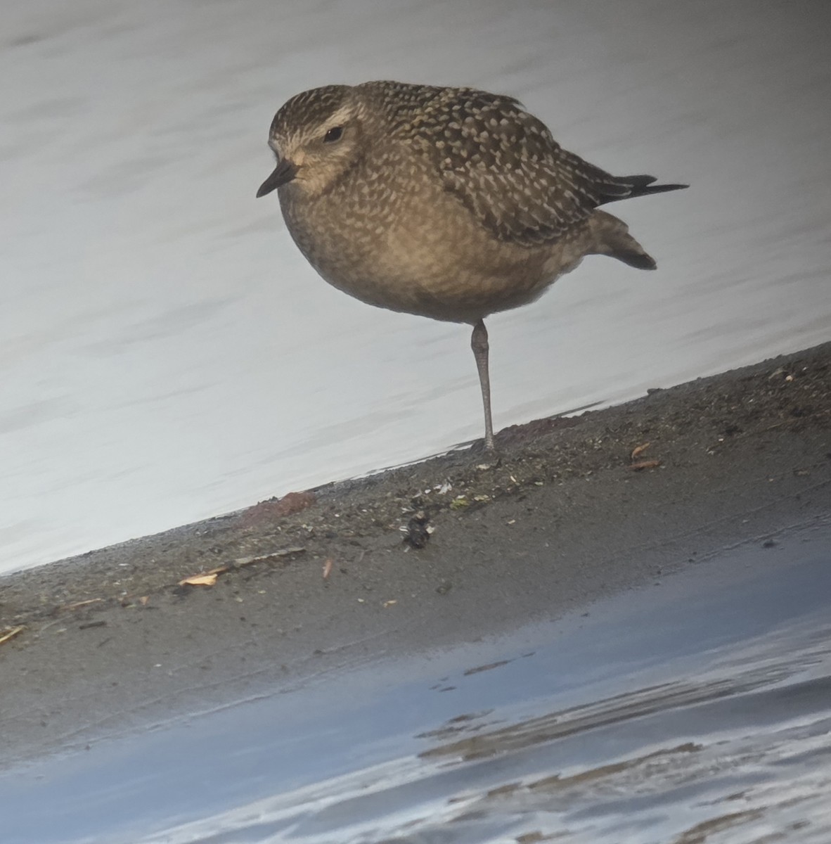 Piviere americano - ML643780415