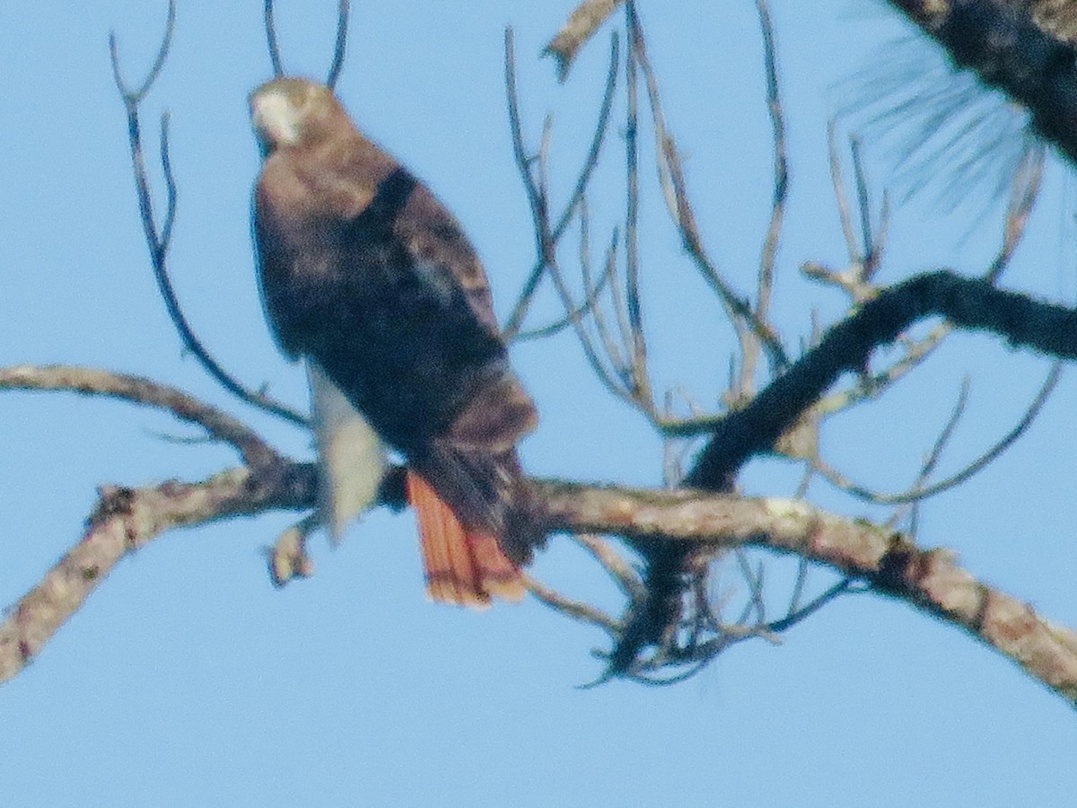 Red-tailed Hawk - ML643780429