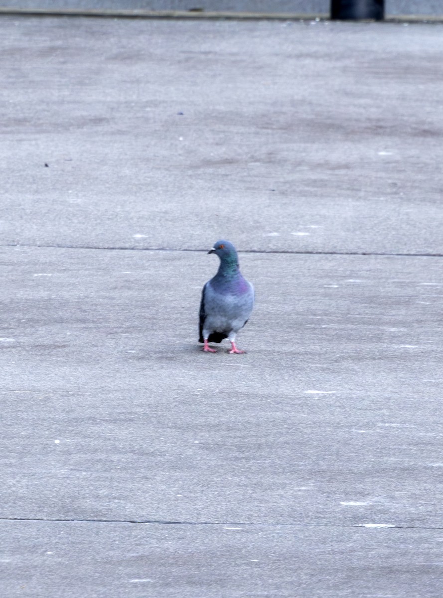 holub skalní (domácí) - ML643780433