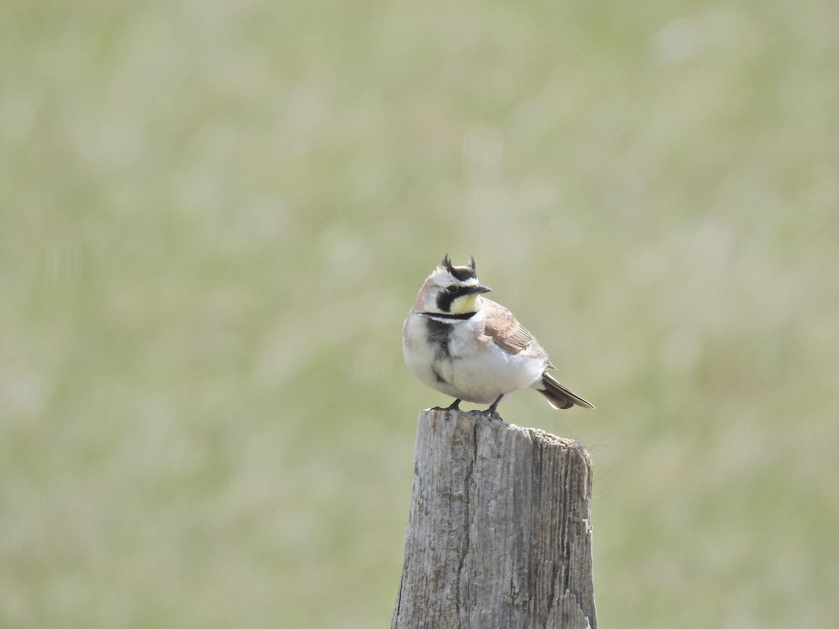 Horned Lark - ML643780442