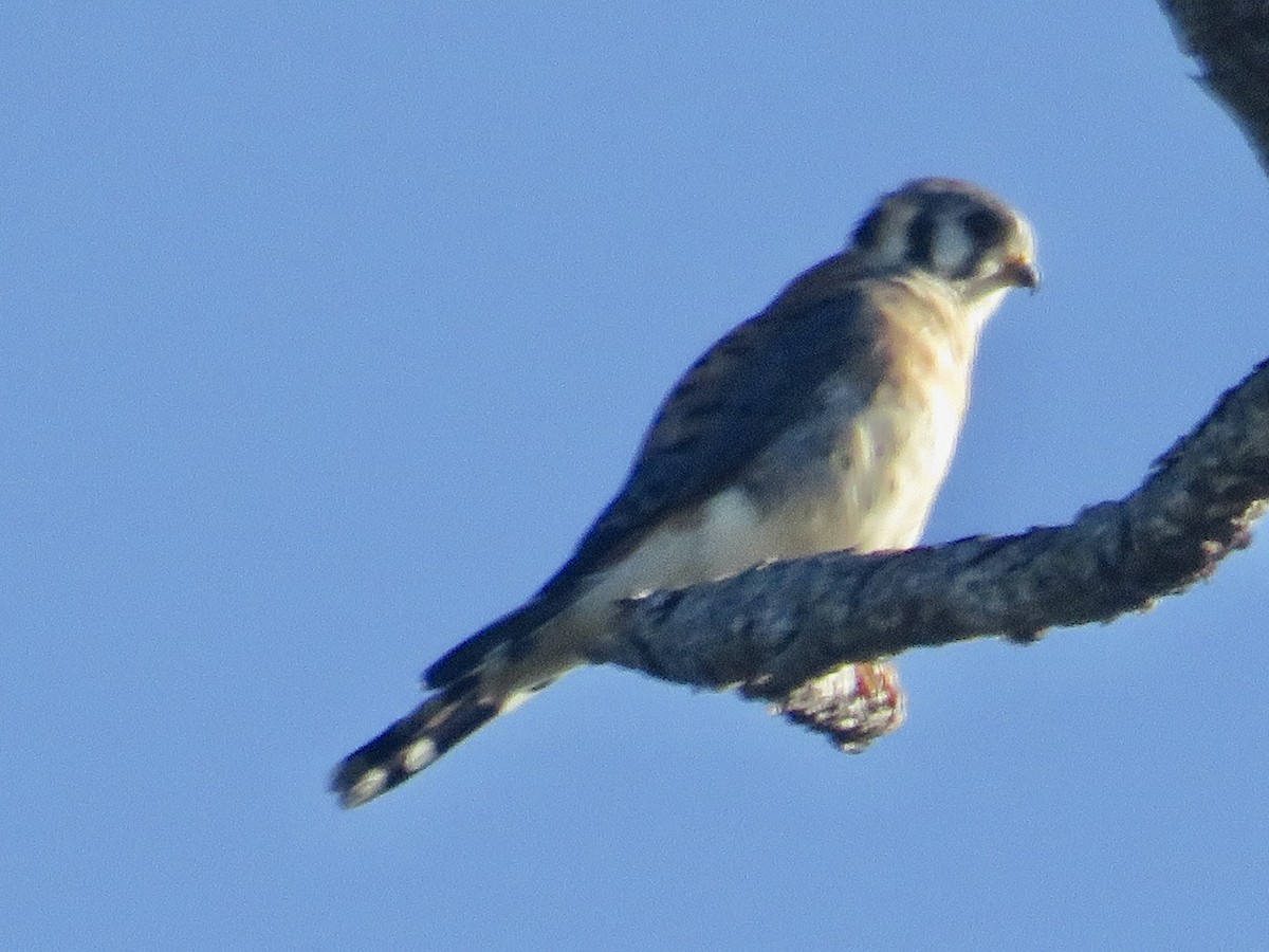 American Kestrel - ML643780449