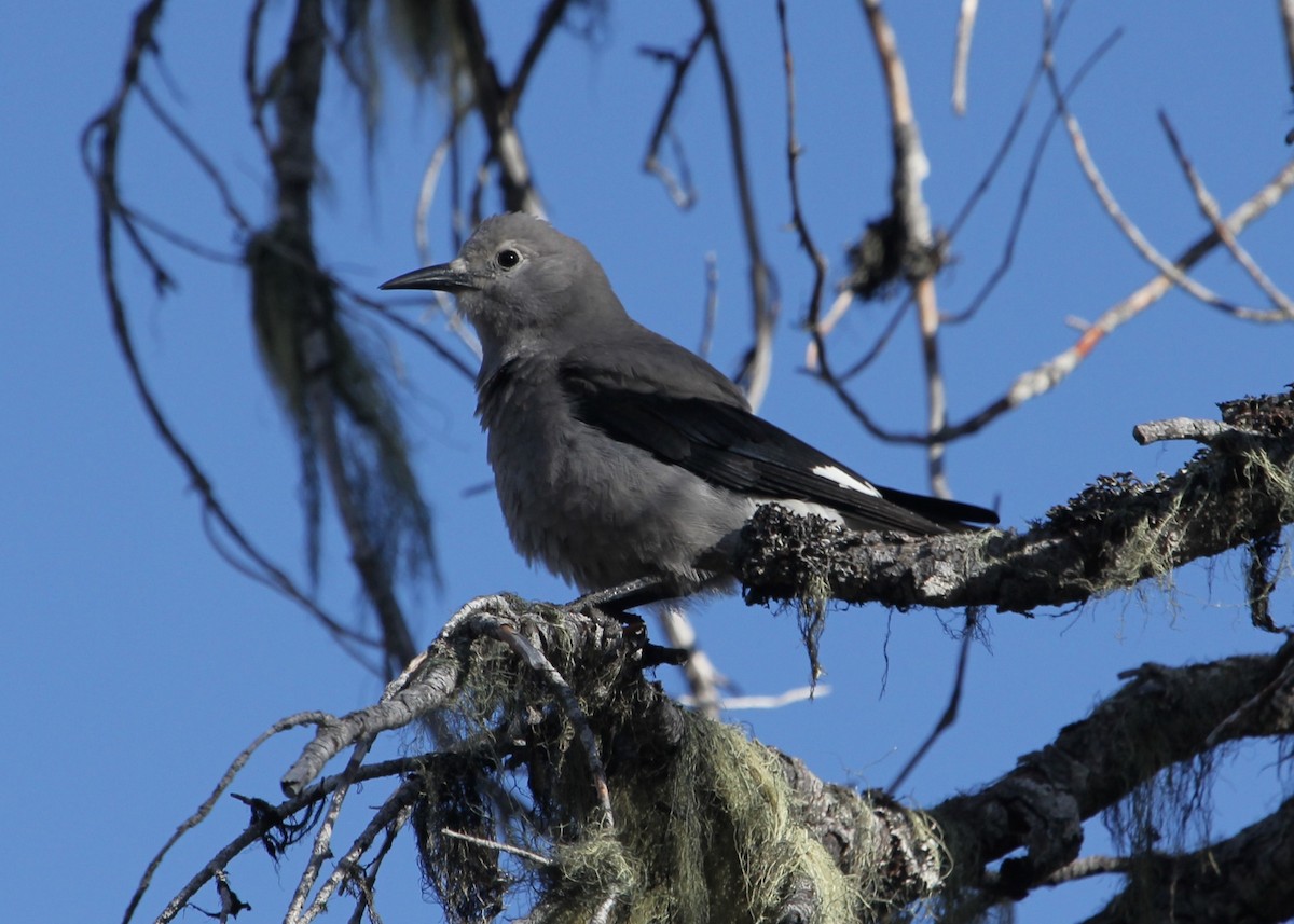 Clark's Nutcracker - ML643780481