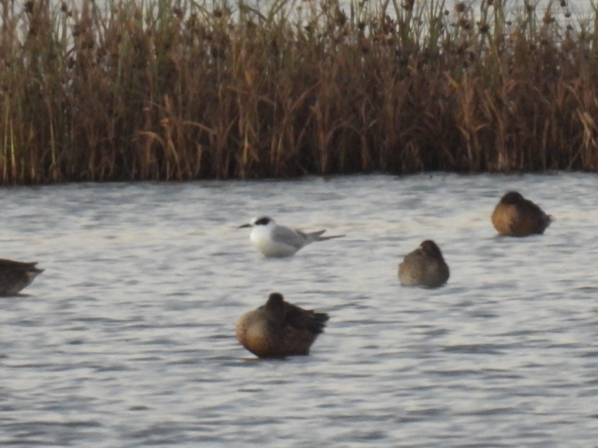 Forster's Tern - ML643780483