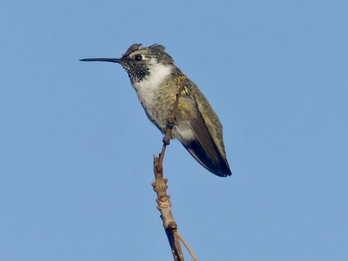 Costa's Hummingbird - ML643780492